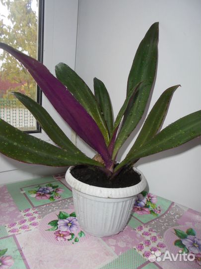 Рео взрослое комнатное растение