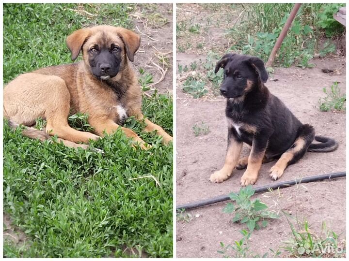 Собаки щенки