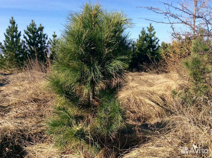 Саженцы Сибирского Кедра