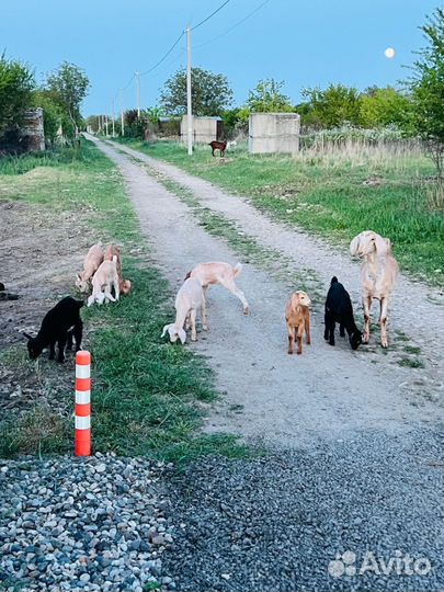 Нубийские козы козлы козлята