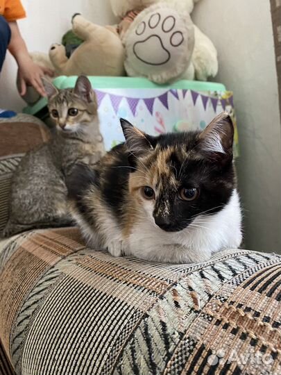 Котенок девочка бесплатно