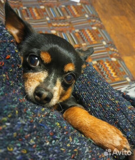 Собака мини той-терьер