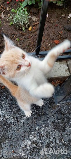 Котик в добрые руки