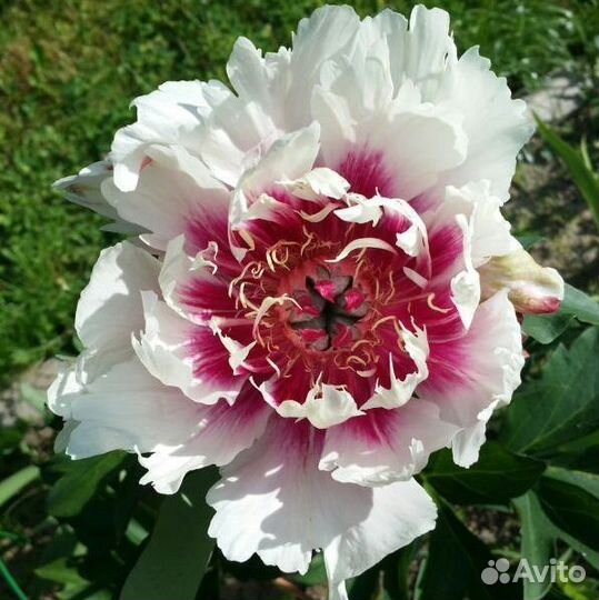 Пионы клубни Рози Проспект