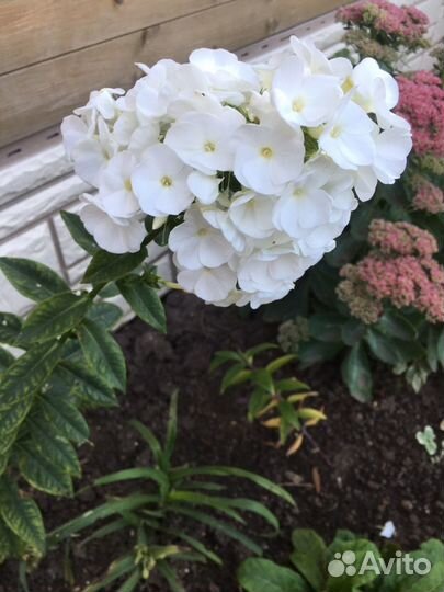 Флокс,лилейники,хелонэ,посконник