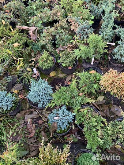 Можжевельники стелющиеся и колоновидные