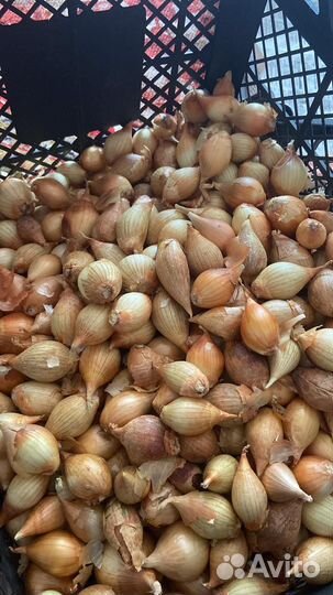 Лук семейный (синий и белый)