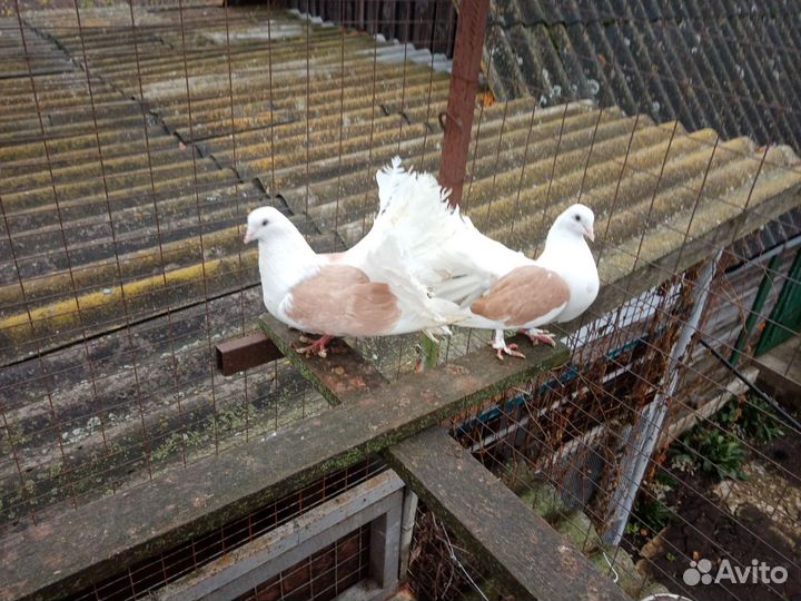 Продажа статных голубей