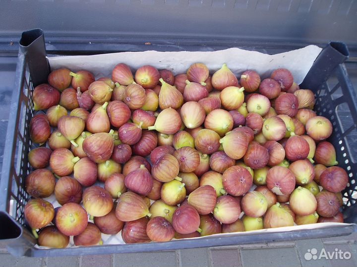 Укорененные черенки инжира