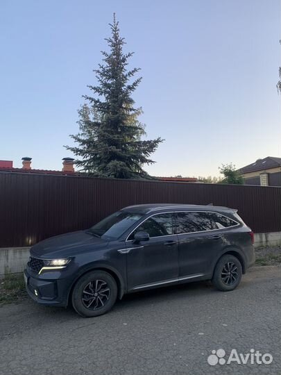 Ель голубая крупномер