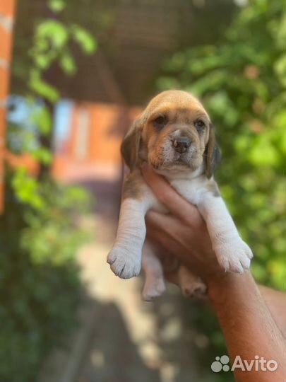 Щенки Бигль