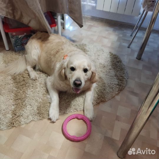 Лабрадор ретривер