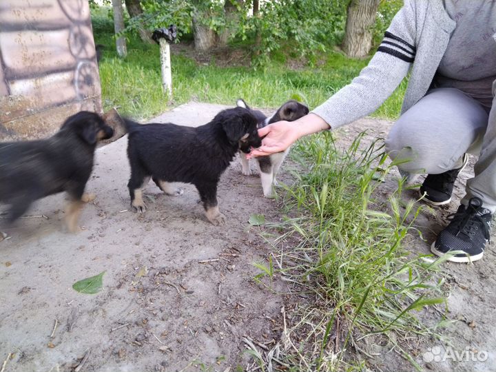 Щенки дворняжки