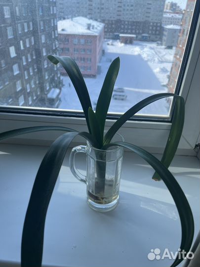 Комнатные растения цветы