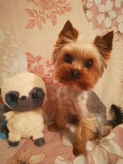 Микро-мини йоркширский терьер вязка