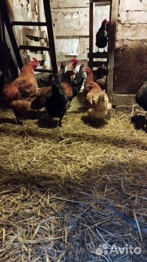 Яйца на инкубацию