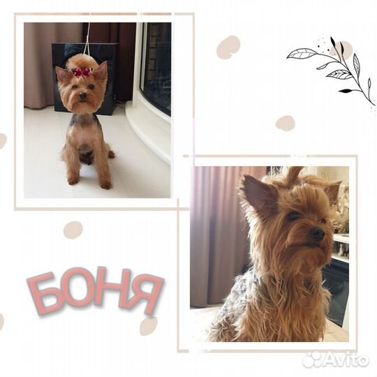 Стрижка собак