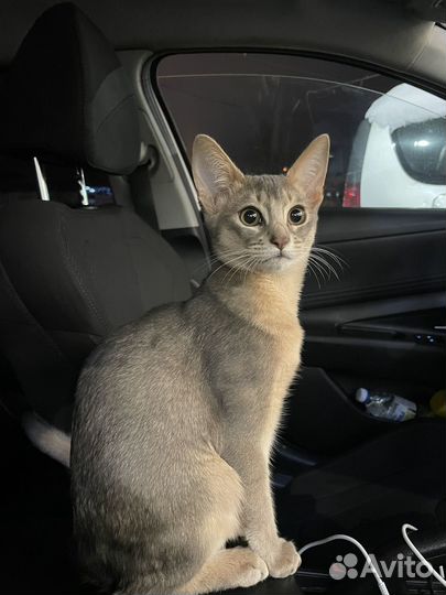 Кот на вязку