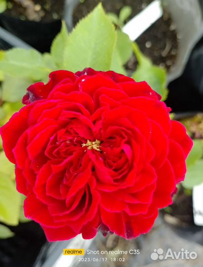 Розы, привитые