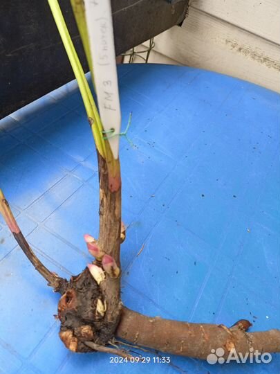 Пион Фестива Максима (Festiva Maxima)