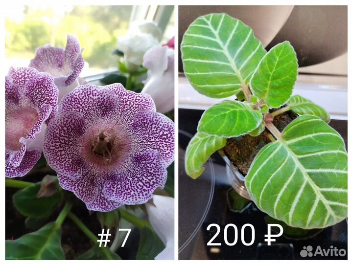 Кустики Глоксинии