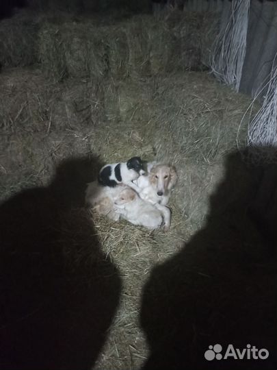 Собака русская борзая