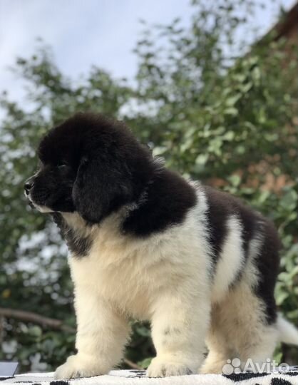 Ньюфаундленд