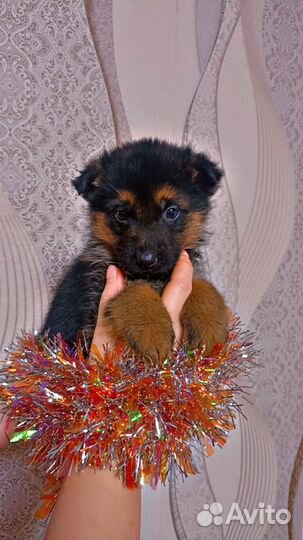 Немецкая овчарка