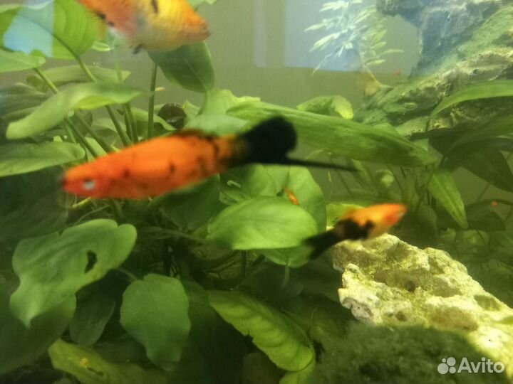 Гуппи Эндлера и пецилии