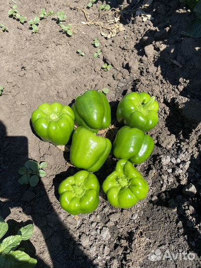 Сладкий Перец