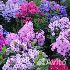 Алоэ вера настоящий эхинацея флоксы