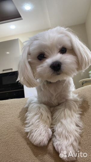 Вязка болонка