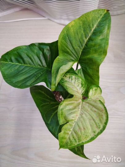 Сингониумы