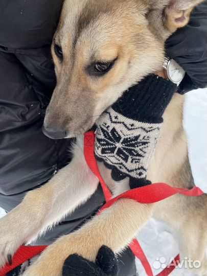 Собака Щенок бесплатно в добрые руки