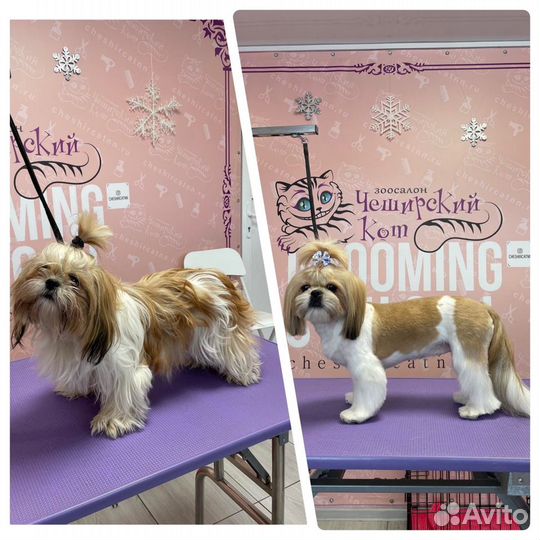 Груминг (стрижка собак и кошек)