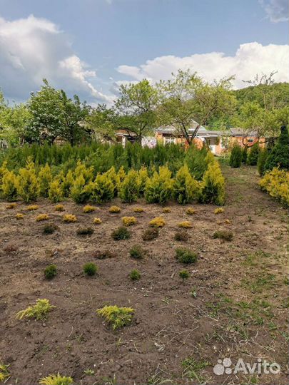 Саженцы разные