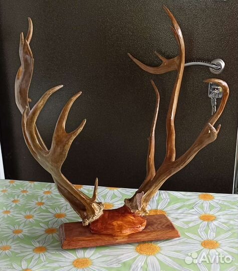 Рога благородного оленя