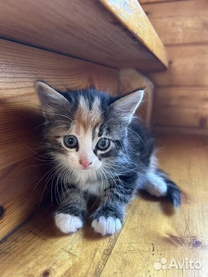 Трехцветный котенок