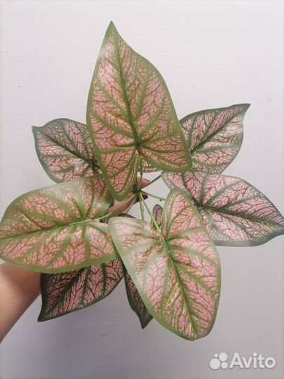 Осока для украшения интерьера, трава, растения