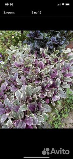 Живучка ползучая