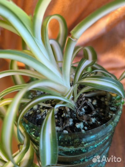 Хлорофитум комнатный кудрявый