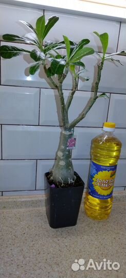 Комнатные растения