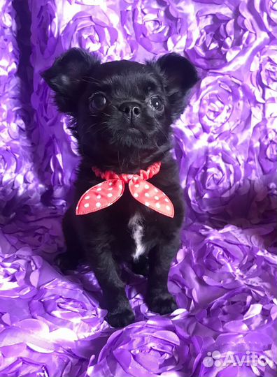 Щенки чихуахуа