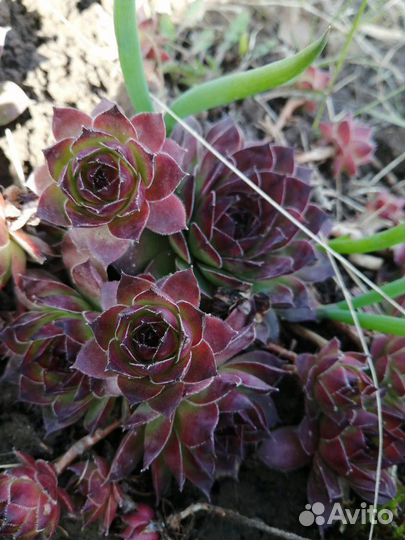 Камнеломка-каменная роза