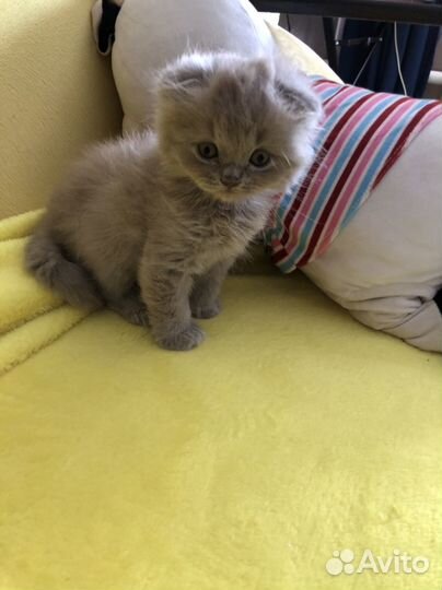 Шотландский вислоухий котенок