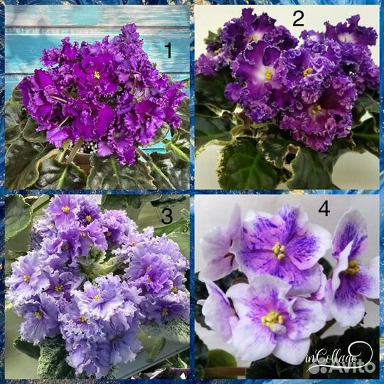 Детки фиалок (часть 1)