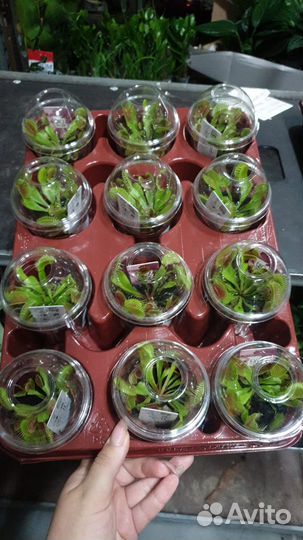 Плотоядные растения