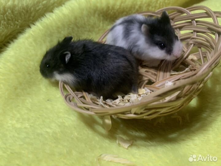 Хомячки Кэмпбелла