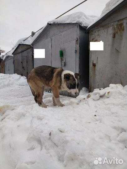 Среднеазиатская овчарка