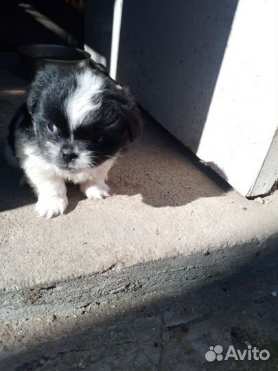 Щенки пекинеса